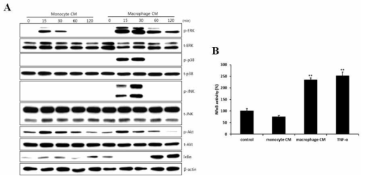 Macrophage affects the ERK, p38, JNK and NF-κB signaling