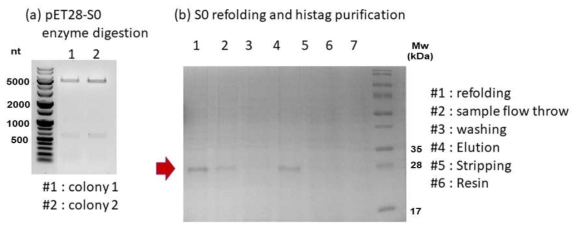 S0 단백질 벡터 삽입과 발현, 정제 (a) pET28-S0를 restriction enzyme NheI, XhoI으로 digestion 후 전기영동한 사진. (b) S0를 발현, 정제한 후 SDS-PAGE를 통해 확인