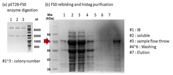FS0 단백질 벡터 삽입과 발현, 정제 (a) pET28-FS0를 restriction enzyme NheI으로 digestion 후 전기영동한 사진. (b) FS0를 발현, 정제한 후 SDS-PAGE를 통해 확인