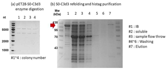 S0-C3d3 단백질 벡터 삽입과 발현, 정제 (a) pET28-S0-C3d3를 restriction enzyme BamHI, XhoI으로 digestion 후 전기영동한 사진. (b) S0-C3d3를 발현, 정제한 후 SDS-PAGE를 통해 확인