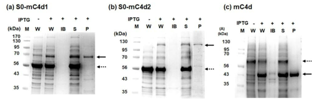 S0-C4d1, 2, mC4d 단백질의 발현, 정제 단백질의 발현을 SDS-PAGE를 통해 확인함. 점선 화살표는 함께 발현한 샤페론을 의미함. M: marker, W: whole cell lysate, IB: inclusion body, S: soluble fraction, P: purification. (a) S0-mC4d1 (b) S0-mC4d2 (c) mC4d