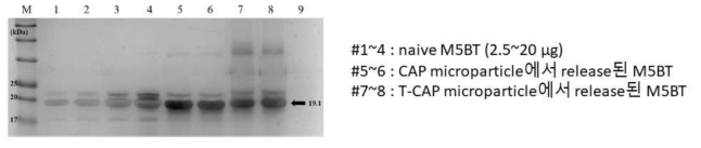Microparticle의 담지 단백질 release 확인 SDS-PAGE를 통해 CAP, T-CAP microparticle이 담지하는 M5BT 단백질의 release를 평가
