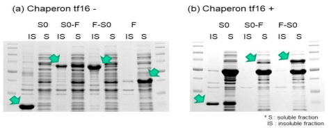 Flagellin의 결합이 단백질 solubility에 미치는 영향 각 단백질을 (a) 샤페론 tf16이 발현 안 하는 조건과 (b) 발현하는 조건에서 배양, 분리 후 SDS-PAGE를 통해 발현양을 측정 화살표는 target 단백질을 의미함. S, soluble fraction; IS, insoluble fraction