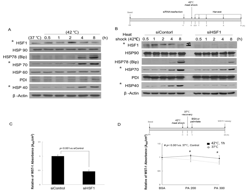 Functional study of HSF-1 activation or down regulation for cell viability under heat shock stress condition