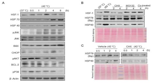 Transcriptional regulation of HSP78 and HSP40 by HSF-1 under heat shock stress