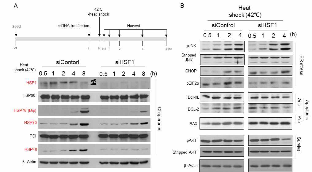 Further increased cellular stress and death regulation protein expressions by down-regulation of HSF-1 under heat shock stress condition