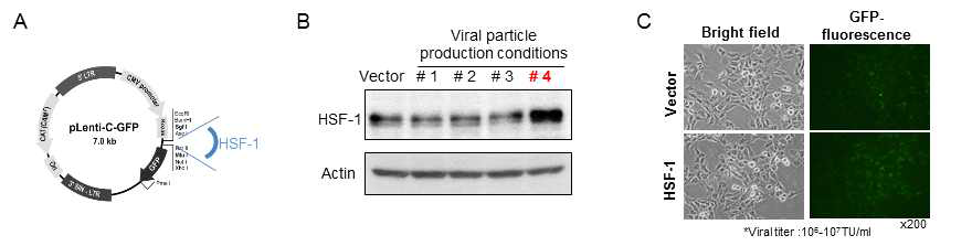 Processing steps of HSF-1 viral particle production and titration