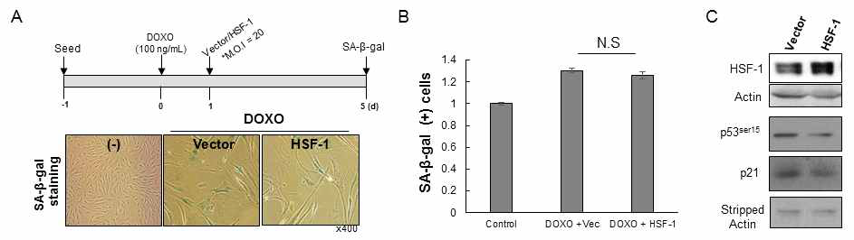 Over-expression effect of HSF-1 during Stress induced pre-mature senescence (SIPS)