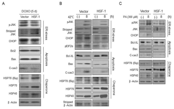 Protect effect of HSF-1 against cellular stress and death under doxorubicin, heat shock and palmitate-induced cell stress conditions