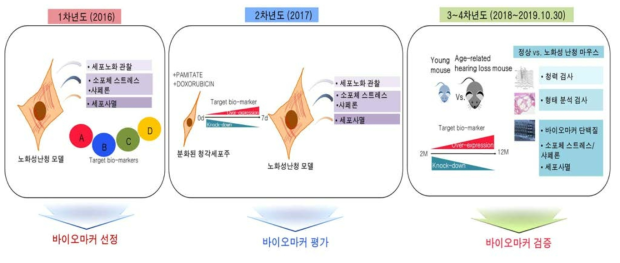 연차별 주요 연구내용 모식도