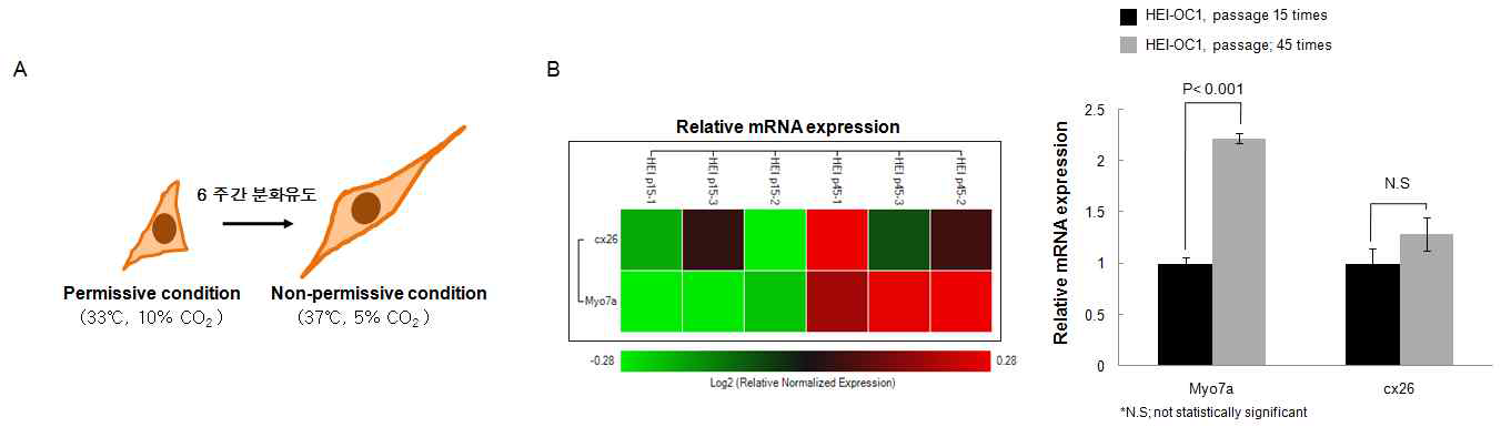 Gene expression analysis of hair cell(Myo7a) and supporting cell(cx26) makers in differentiated cells compared with non-differentiated cells