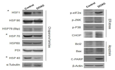 Immunoblot analysis of chaperone families, ER stress markers, apoptosis markers in SIPS HEI-OC1 cells