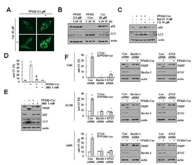 신장암세포에서 PP242와 curcumin에 의한 autophagy 매개 세포사멸 확인 (A-C) 두 약물을 병합 처리하였을때 LC3 puncta증가, LC3 II conversion 및 P62의 발현 감소확인. (D-F) Autophagy 억제제 및 유전자 knock down에 의한 PP242와 curcumin유도 세포사멸 억제효과 확인