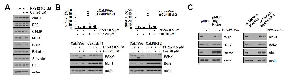 신장암세포에서 mTORC1/2억제제에 의한 Apoptosis 관련 단백질 변화 확인 (A) PP242와 curcumin병합처리 시 apoptosis 관련 단백질 변화 확인 (B) Mcl-1과 Bcl-2의 과발현에 의한 병합처리 유도 세포사멸 억제효과 확인 (C) Rictor와 Akt 과발현에 의한 Mcl-1과 Bcl-2의 발현 감소 억제효과 확인