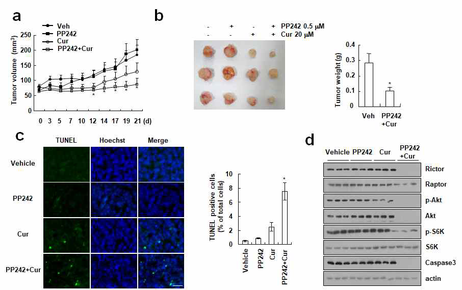 신장암세포를 xenograft 한 동물에서 PP242와 curcumin에 의한 tumor 형성 억제 및 세포사멸 억제효과 (a) Caki 세포를 xenograft 한 후 PP242와 curcumin을 처리하여 tumor volume 확인 (b) Tumor의 크기 및 무게 확인 (c) TUNEL 염색법을 통하여 세포사멸 확인 (d) in vivo 종양 조직에서 단백질의 발현 변화 확인