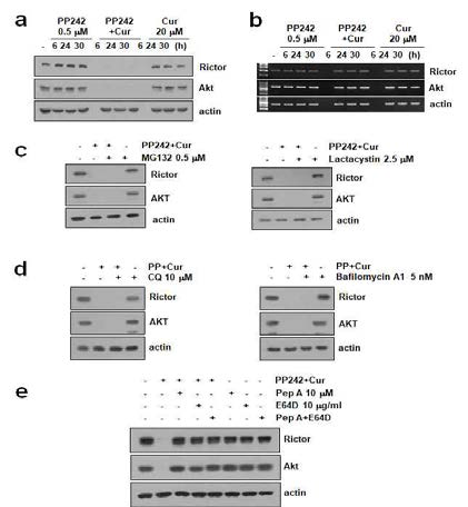 신장암세포에서 PP242와 curcumin에 의한 Rictor 및 Akt의 발현 감소기전 확인. (a) PP242와 curcumin 처리에 의한 Rictor와 Akt 발현 감소를 시간 의존적으로 단백질 단계에서 확인함 (b) Rictor와 Akt 발현 감소를 mRNA 단계에서 확인함. (c) Proteasome 억제에에 의한 rictor와 Akt의 발현 변화 확인 (d) Lysosome 억제제에 의한 rictor와 Akt의 발현 변화 확인 (e) Lysosome 안에있는 cathepsin억제제에 의한 rictor와 Akt의 발현 변화 확인