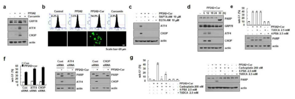 PP242와 curcumin에 의한 ER stress 유도 확인 및 세포사멸과의 관련성 확인 (a) Caki 세포에 PP242와 curcumin의 병합처리 시 ER stress 마커 단백질의 발현 확인 (b-c) PP242와 curcumin 처리에 의한 칼슘의 분비 확인 및 ER stress와의 관련성 확인 (d-e) PP242와 curcumin 처치에 의한 세포사멸과 ER stress와의 관련성 확인 (f) ER stress 마커 단백질과 세포사멸과의 관련성 화인 (f) PP242와 curcumin에 의한 ER stress의 역할 확인