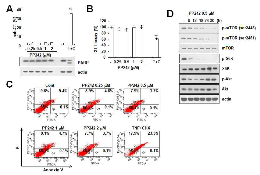 신장암세포에서 mTORC1/2억제제에 의한 세포사멸 확인 (A-B) TORC1/2 억제제인 PP242에 의한 농도별 세포사멸 (A) 및 세포 생존율 (B) 확인 (C) PP242에 의한 농농도별 세포사멸을 PI/Annexin V염색을 통하여 확인. (D) PP242에 의한 mTORC1/2의 신호억제효과를 down stream target의 인산화를 통하여 확인