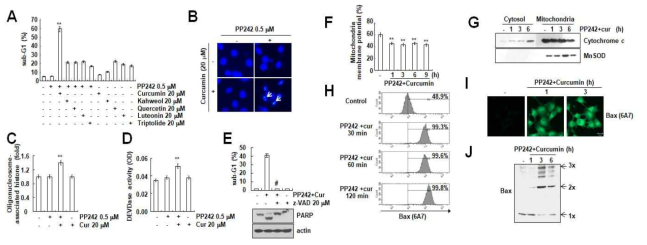 PP242와 curcumin의 병합처리에 의한 apoptotic 세포사멸 효과 확인 (A) TORC1/2 억제제인 PP242와 natural compound의 항암효과 증진 확인 (B-D) DAPI 염색, DNA 분절, caspase 활성화를 확인 (E) caspase 억제제인 z-VAD에 의한 세포사멸 억제효과 확인 (F-G) PP242와 curcumin에 의한 MMP 확인 및 cytosol로의 cytochome C 분비 확인 (H-J) Bax의 활성화 확인