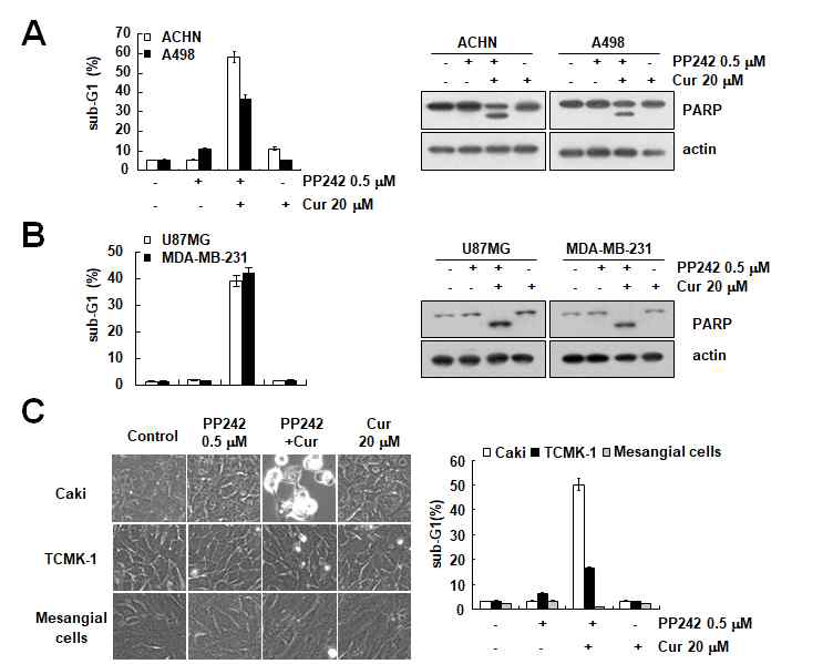 다른 암세포와 정상세포에서 PP242와 curcumin에 의한 세포사멸 효과 확인 (A-B) 다른 신장암세포 (ACHN과 A498)과 glioma (U87MG)와 유방암 ( MDA - MB - 231 ) 세포에서 PP242와 curcumin에 의한 세포사멸 증진 효과 확인 (C) 정상세포 (TCMK-1과 mesangial cells)에서 PP242와 curcumin에 의한 세포사멸 증진효과 확인