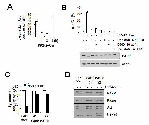 PP242와 curcumin 병합처리에 의한 LMP 유도 (A) PP242와 curcumin 병합처리에 의한 lysosomal membrane permeabilization (LMP)가 유도되는 것을 확인 (B) lysosome 안에 많이 존재하는 cathepsin 억제제에 의한 세포사멸 억제효과 확인 (C) HSP70과발현에 의한 LMP 억제 및 세포사멸 억제효과 확인