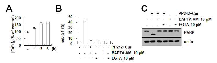 PP242와 curcumin 병합처리에 의한 Calcium의 분비 및 세포사멸 효과를 확인 (A) PP242와 curcumin처리에 의한 세포질 내의 calcium 증가를 확인함 (B-C) Calcium chelator에 의한 세포사멸 억제효과를 확인함