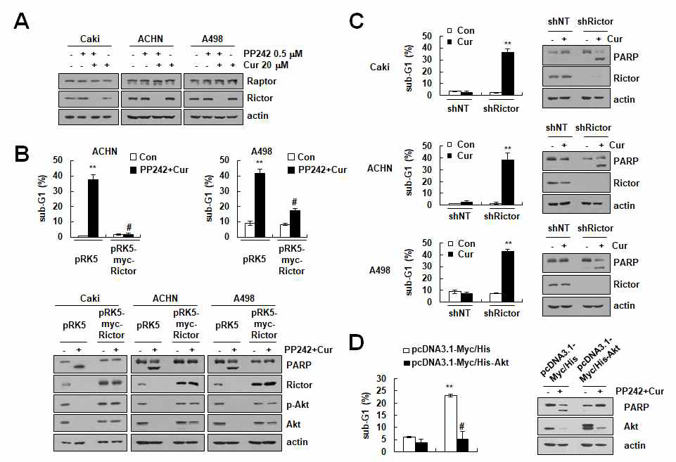 신장암세포에서 PP242와 curcumin에 의한 Rictor 발현 감소와 세포사멸과의 상관관계확인 (A) 다양한 신장암세포에서 PP242와 curcumin에 의한 Ricotr의 발현 감소확인 (B) 다양한 신장암세포에서 Rcitor의 발현증가를 통항 세포사멸 억제효과 확인 (C) Rictor Knock down에 의한 curcumin유도 세포사멸 증가 확인 (D) Rictor의 하위 단계 신호전달체게인 akt의 과발현에 의한 세포사멸 억제효과 확인
