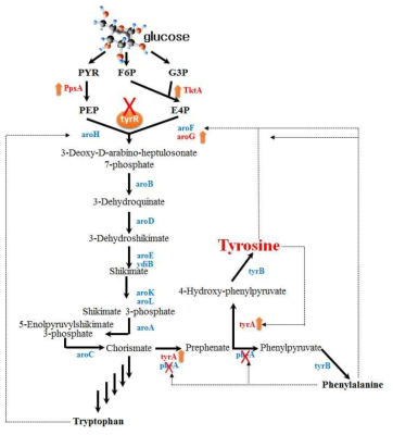 Biosynthetic pathway of tyrosine in E. coli