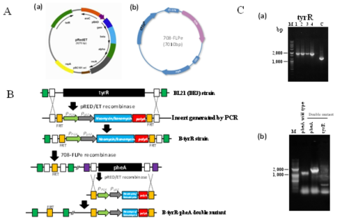 Recombinase production plasmids(A), scheme for E. coli BL21(DE3) △tyrR::FRT-pheA double mutant generation(B), and identification of E. coli BL21(DE3)△tyrR mutnat and E. coli BL21(DE3)△tyrR::FRT-△pheA double mutant by PCR(C)