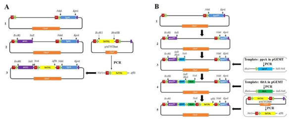 Strategy for over-expression vector construction for tyrosine production