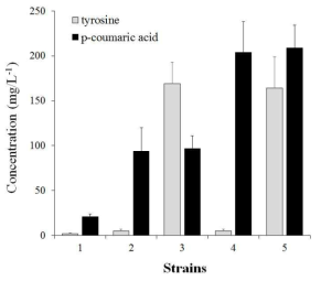 Effect of different gene combinations of mutant E. coli on the production of tyrosine and p-coumaric acid. strain 1(pA-SeTAL in wild type E. coli), strain 2(pA-aroG-SeTAL-tyrA in E. coli BL21(DE3) △tyrR::FRT-△pheA), strain 3(pA-aroGfbr-ppsA-tktA-SeTAL-tyrAfbr in E. coli BL21(DE3) △tyrR::FRT-△pheA), strain 4(pC-aroG-SeTAL-tyrA in E. coli BL21(DE3) △ tyrR::FRT-△pheA), strain 5(pC-aroGfbr-ppsA-tktA-SeTAL-tyrAfbr in E. coli BL21(DE3) △ tyrR::FRT-△pheA)