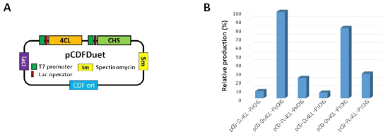 Vector map(A) and comparison of productivity from p-coumaric acid to naringenin using different combination of CHS and 4CL(B)