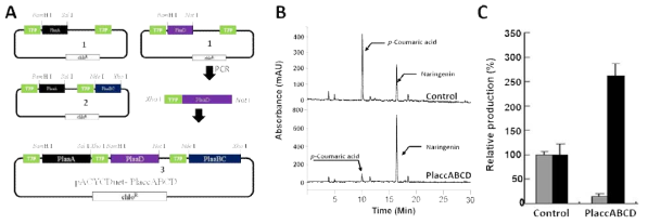 Strategic cloning of four PlaaABCD subunits into pACYCDuet and effect of naringenin production by over expression of PlaccABCD subnints in E. coli BL21 (DE3)