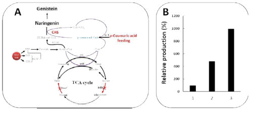 Metabolic pathway connecting the biosynthesis of malonyl-CoA and CoA related to TCA cycle(A) and effect of icdA mutant on the production of naringenin with SeTAL-aroG-tyrA in pACYCDuet and Os4CL-PeCHS in pACYCDuet(B). 1:E. coli BL21(DE3), 2: Ecoli BL21(DE3)-△tyrR-pheA, 3: Ecoli BL21(DE3)-△tyrR-pheA-icdA