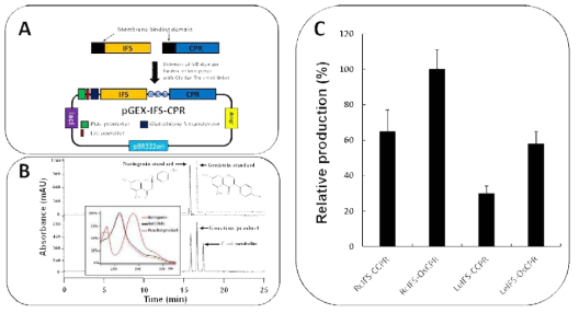 Schematic diagram representing the construction of a functional fusion of IFS and CPR(A), representative HPLC analysis chromatogram of authentic compounds(naringenin and genistein) and reaction products(B), and effect of different gene combination(C) IFS: isoflavone synthase, CPR: cytochrome P450 reductase, RcIFS: isoflavone synthase from Trifolium pratense, LeIFS: isoflavonoe synthase from Lespedeza bicolor, CCPR: CPR from Catharanthus roseus, OsCPR: CPR from Oryza sativa