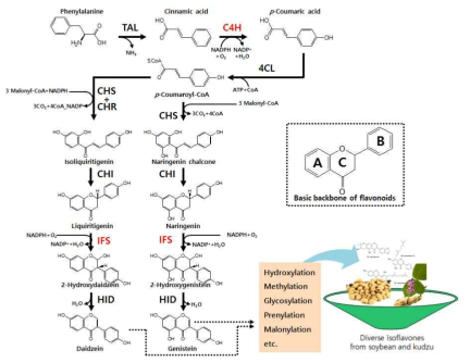 Biosynthetic pathway of isoflavone(Red letters indicate to be a P450 family) TAL: Tyrosine ammonia lysase, C4H: Cinnamic acid 4-hydroxylase, 4CL: 4-Coumaroyl-CoA ligase, CHS: chalcone synthase, CHR: Chalcone reductase, CHI: Chalcone isomerase, IFS: Isoflavone synthase, HID: 2-Hydroxyisoflavanone dehydratase