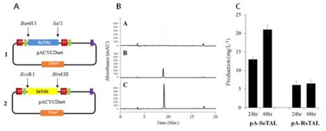 Comparison of p-coumaric acid production by two different TALs A: Vector constipation, B: HPLC analysis of reaction products (A: pACYCDuet vector, B:pRsTAL; C: p-SeTAL), C: p-coumaric acid production