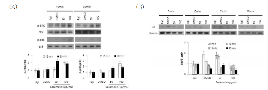 Sesamolin에 의한 Raji의 IκB (A)와 MAP kinases (B) 신호의 활성 변화