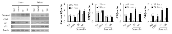 Sesamolin에 의한 암세포의 세포주기 및 apoptosis 관련 세포신호