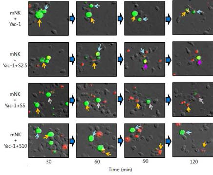 NK 세포와 암세포 사이의 접촉 후 사멸 시간 관찰
