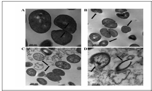 (A-D) Transmission electron microscopy images of MRSA following 24 h of URS and OXA treatment at various concentrations. (A) Untreated control MRSA. (B) MRSA treated with 1/2 MIC of OXA (31.25 μg/ml). (C) MRSA treated with 1/2 MIC of URS (3.125 μg/ml). (D) MRSA treated with the 1/2 MIC of OXA (31.25 μg/ml) and 1/2 MIC of URS (3.125 μg/ml)