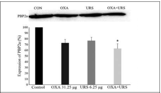 Expression of PBP2a in MRSA cultures grown in the presence of sub-inhibitory concentrations of URS and OXA. Western blotting image, lane 1, control MRSA; lane 2, OXA 31.25 μg/ml; lane 3, URS 6.25 μg/ml, lane 4, the combination of URS and OXA