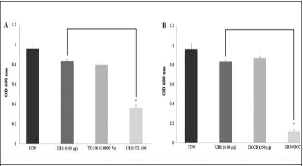 (A) The effect of the membrane-permeabilizing agent, TX-100, on the susceptibility of methicillin-resistant Staphylococcus aureus CCARM 3090 to URS treatment. (B) The effect of the ATPase-inhibitor, DCCD, on the susceptibility of MRSA CCARM 3090 to URS treatment