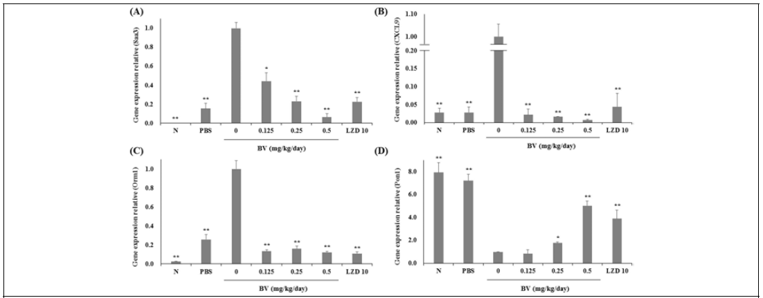 Effects of BV on mRNA expression after lung infection with MRSA. Values are expressed as the means ± SEM (n = 3). *P < 0.05, **P < 0.005 vs. a BV-free pneumonia group