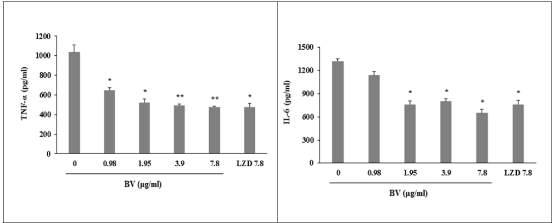 Effect of BV in TNF-α and IL-6 secretion of 264.7 RAW macrophages stimulated by MRSA.Values are expressed as the means ± SEM (n = 3). *P < 0.05, **P < 0.005 vs. a BV-free cell culture