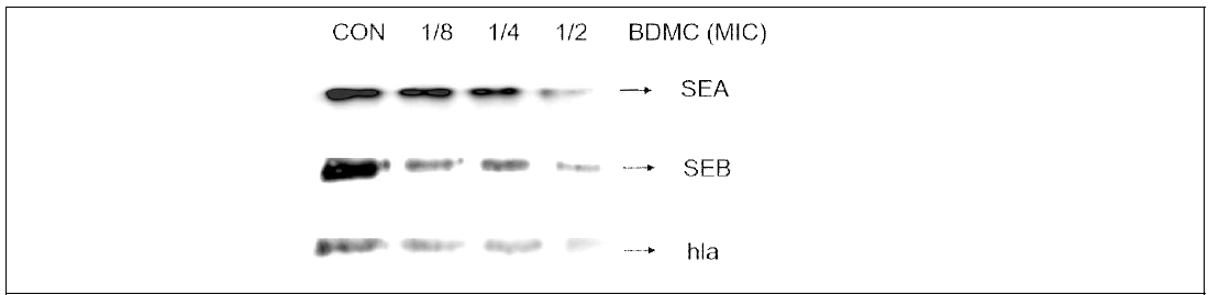 Western blot analysis of SEA, SEB, and α-hemolysin expression by strain ATCC 33591 after exposure to 4 h with graded sub-inhibitory concentrations of BDMC. CON., control; SEA, enterotoxin A; HLA, α-hemolysin; BDMC; Bisdemethoxycurcumin