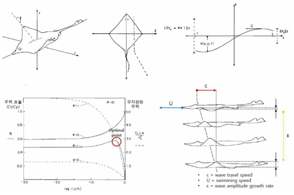 가오리 유영에 대한 모델과 이에 대한 추력 최적점에 대한 연구 (Daniel, Thomas L. 