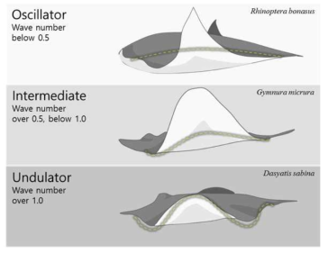지느러미 움직임과 최대 파형의 개수에 따른 가오리의 구분
