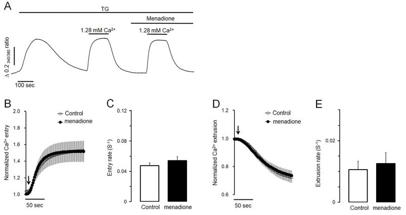 Effects of menadione on Ca2+ entry or Ca2+ extrusion through plasma membrane in pancreatic acinar cells. Menadione does not affect Ca2+ entry(B,C) or Ca2+ extrusion(D,E) in TG-treated pancreatic acinar cells