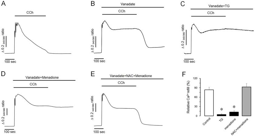 Mecanism of menadione on intracellular Ca2+ accumulation in pancreatic acinar cells. The perfusion of menadione resulted in an elevation of intracellular Ca2+ concentration and a termination of Ca2+ oscillation. NAC completely prevent H2O2-induced Ca2+ accumulation